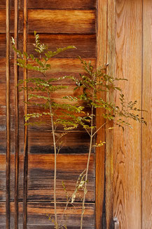Inspiration in Kyoto